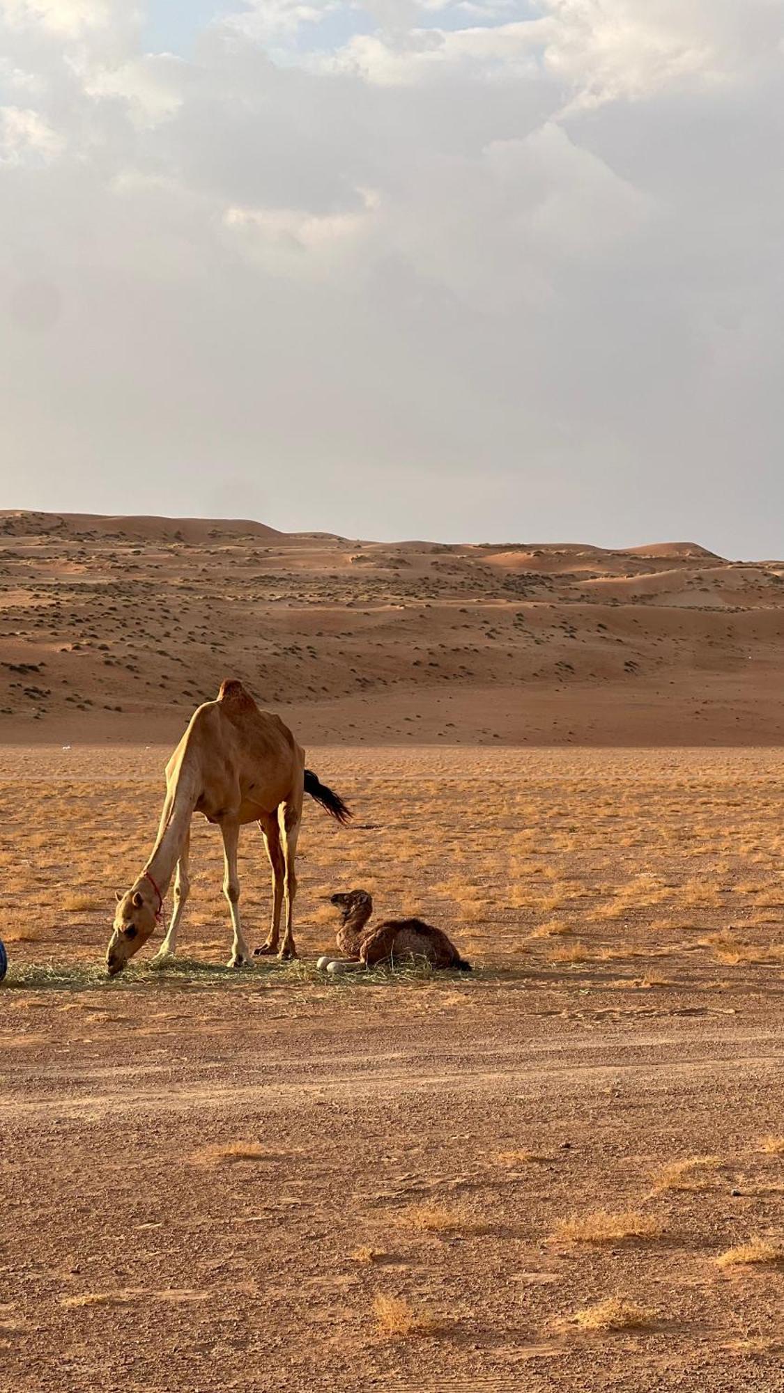 Hotel Adventurer Camp Al Wāşil Exteriér fotografie